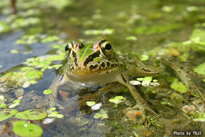 トノサマガエル Rana nigromaculata