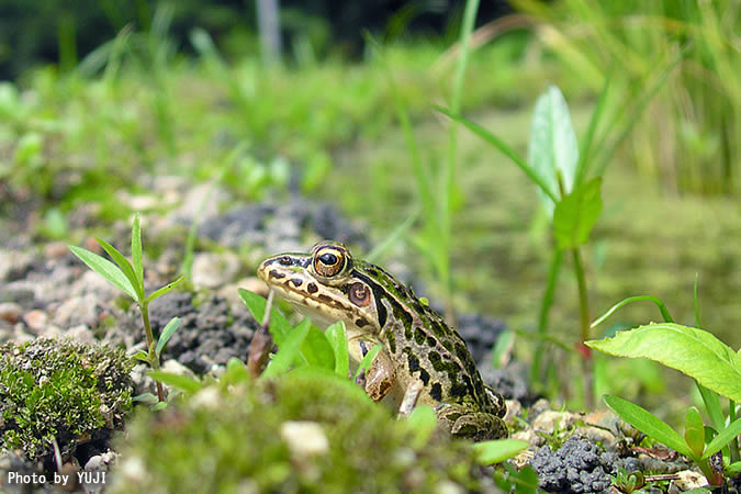 トノサマガエル Rana nigromaculata