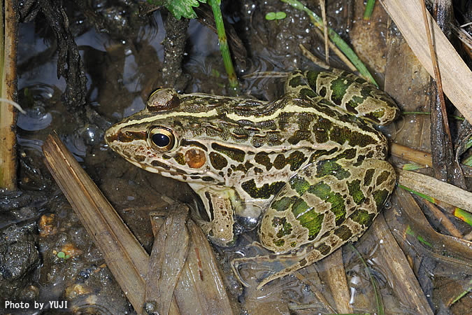 トノサマガエル Rana nigromaculata