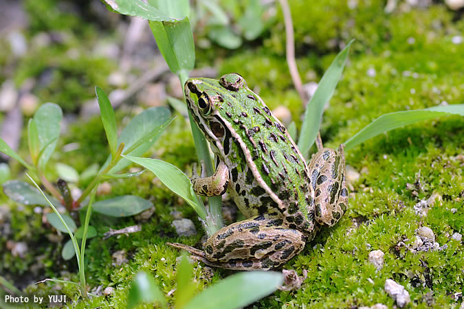 トノサマガエル Rana nigromaculata