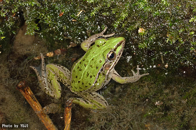 トノサマガエル Rana nigromaculata