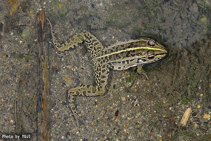 トノサマガエル Rana nigromaculata