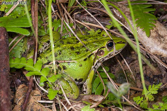 トノサマガエル Rana nigromaculata