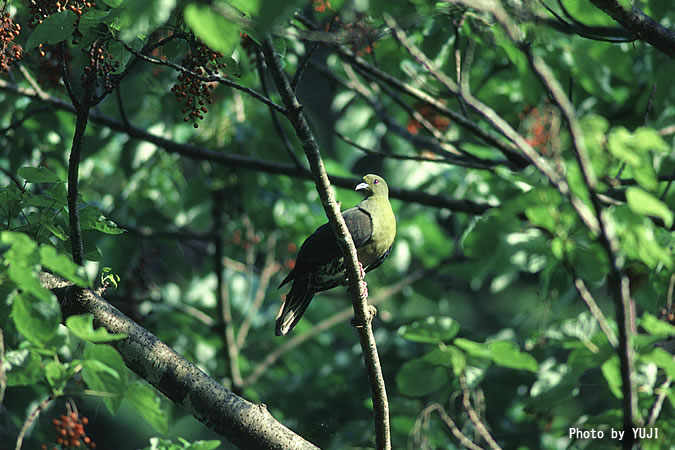 ズアカアオバト Sphenurus formosae