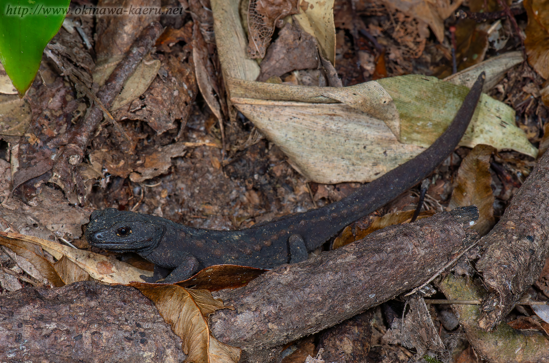 オキナワイボイモリの画像