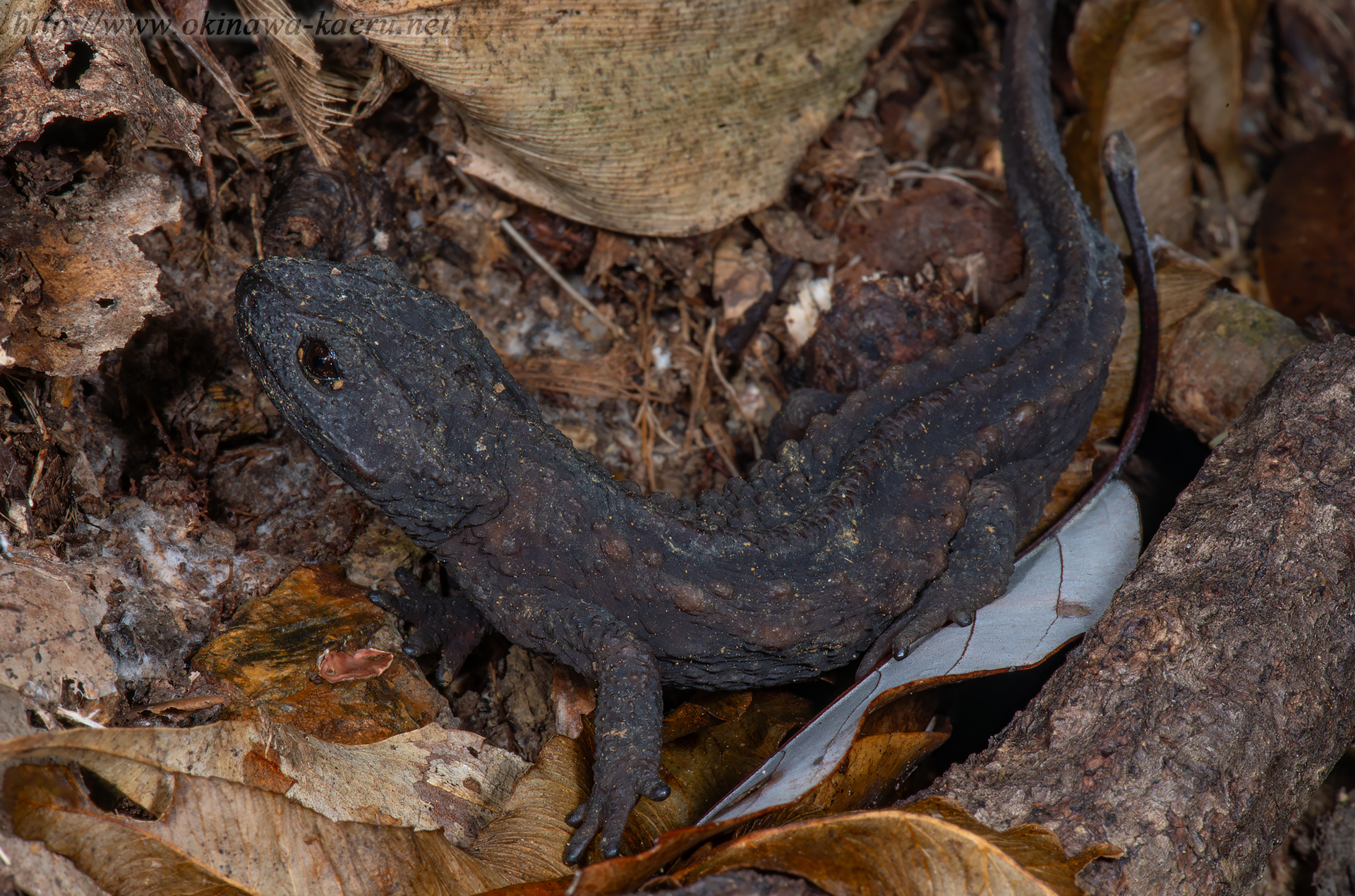 オキナワイボイモリの画像