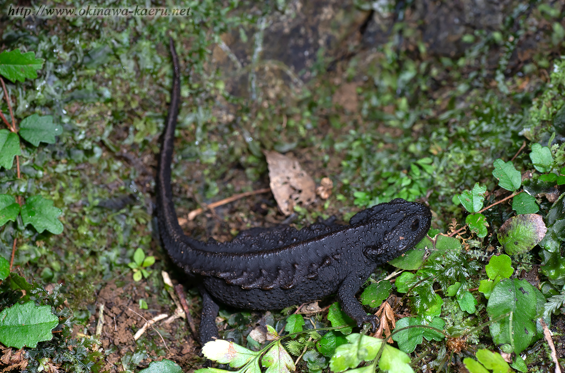 オキナワイボイモリの画像