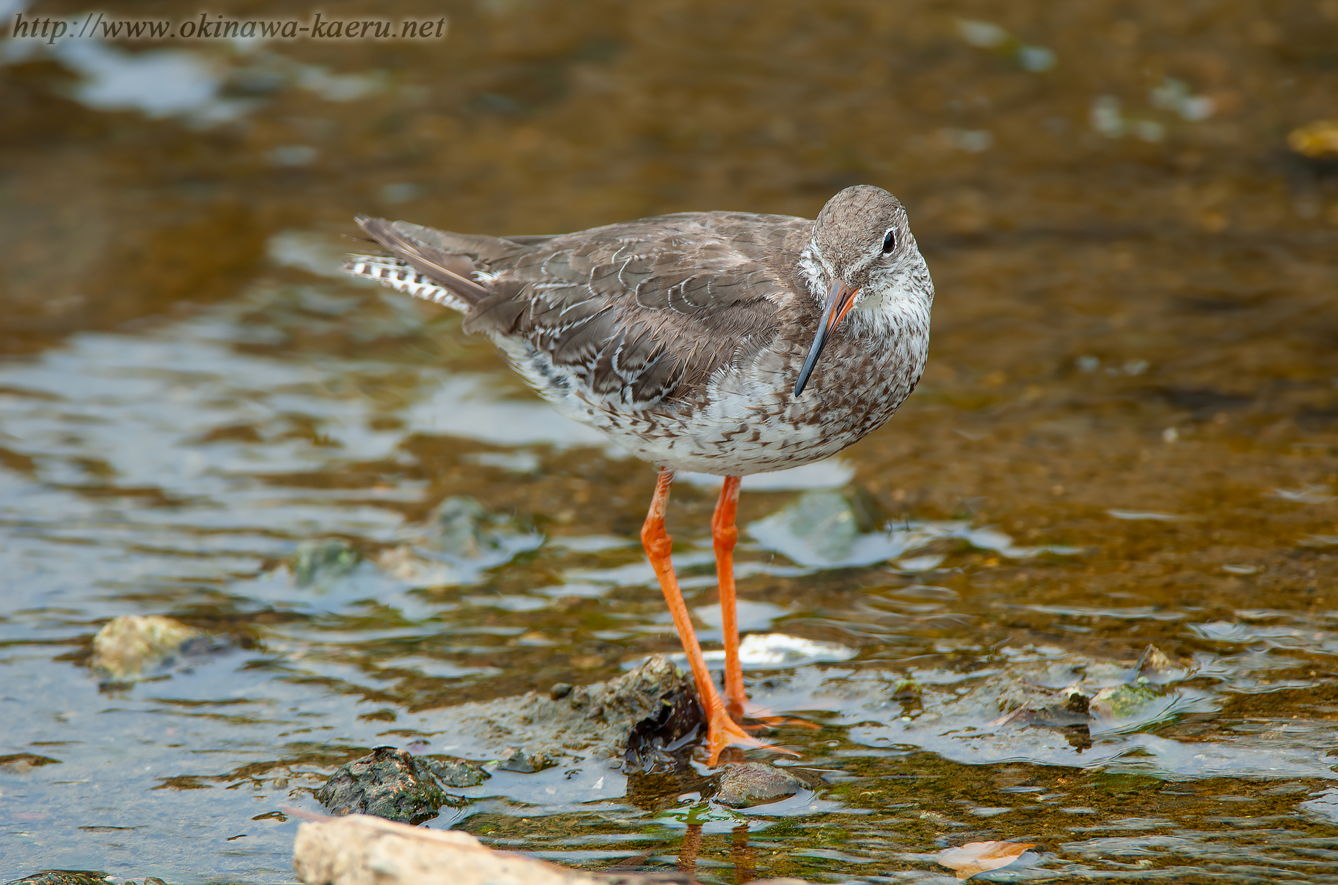 アカアシシギ Tringa totanus