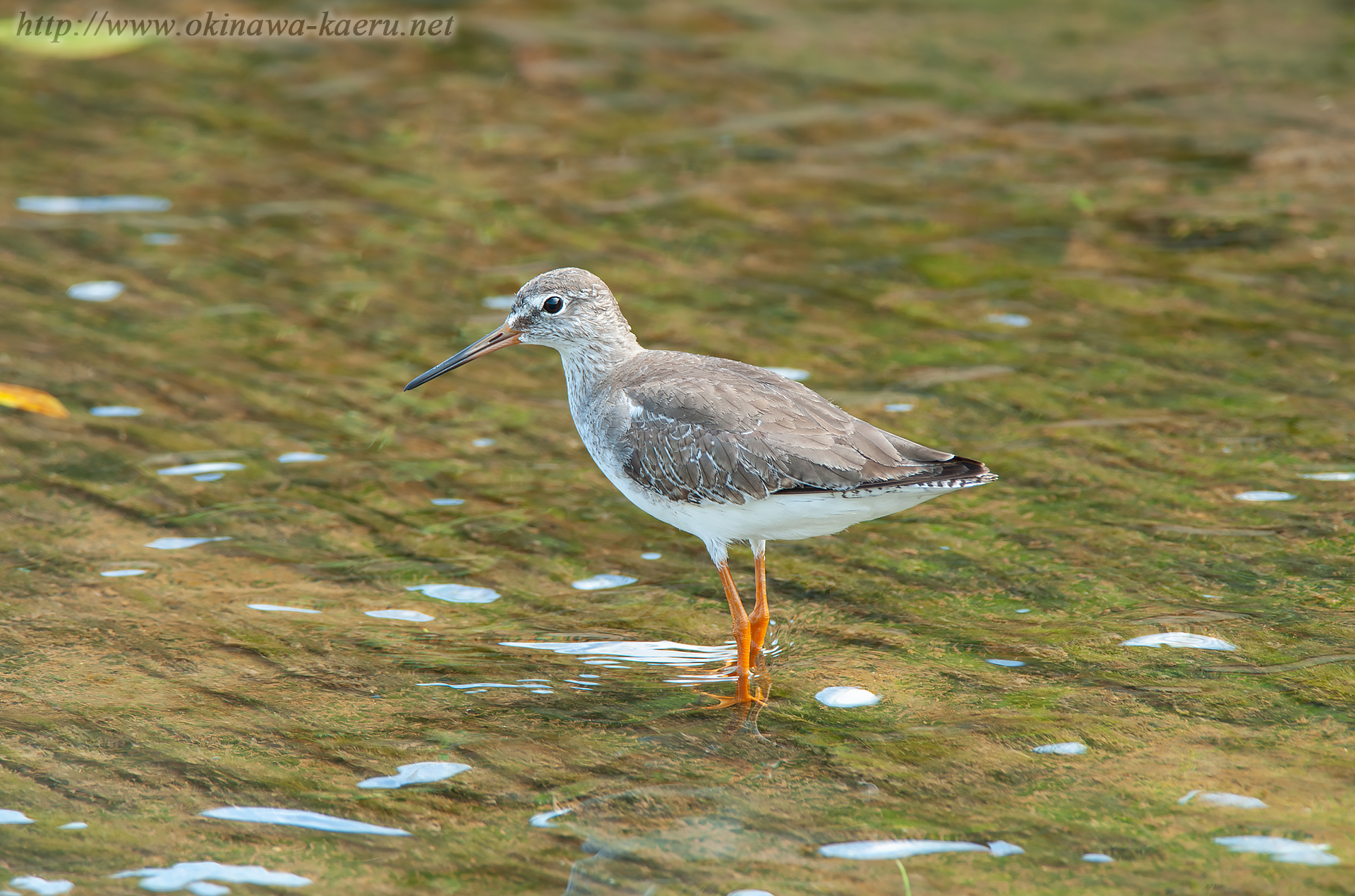 アカアシシギ Tringa totanus