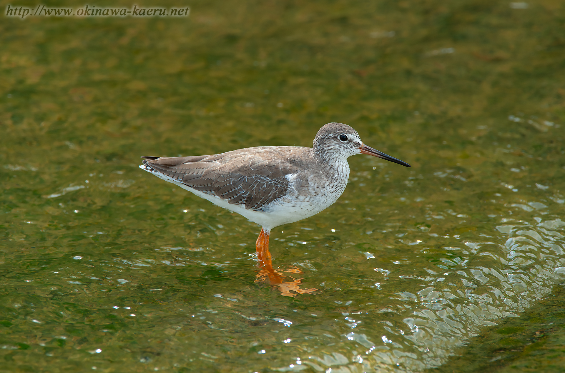 アカアシシギ Tringa totanus