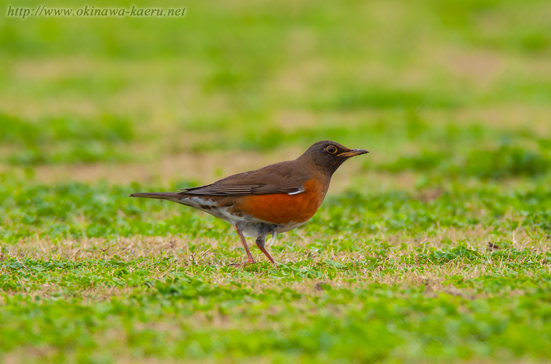 アカハラ Turdus chrysolaus