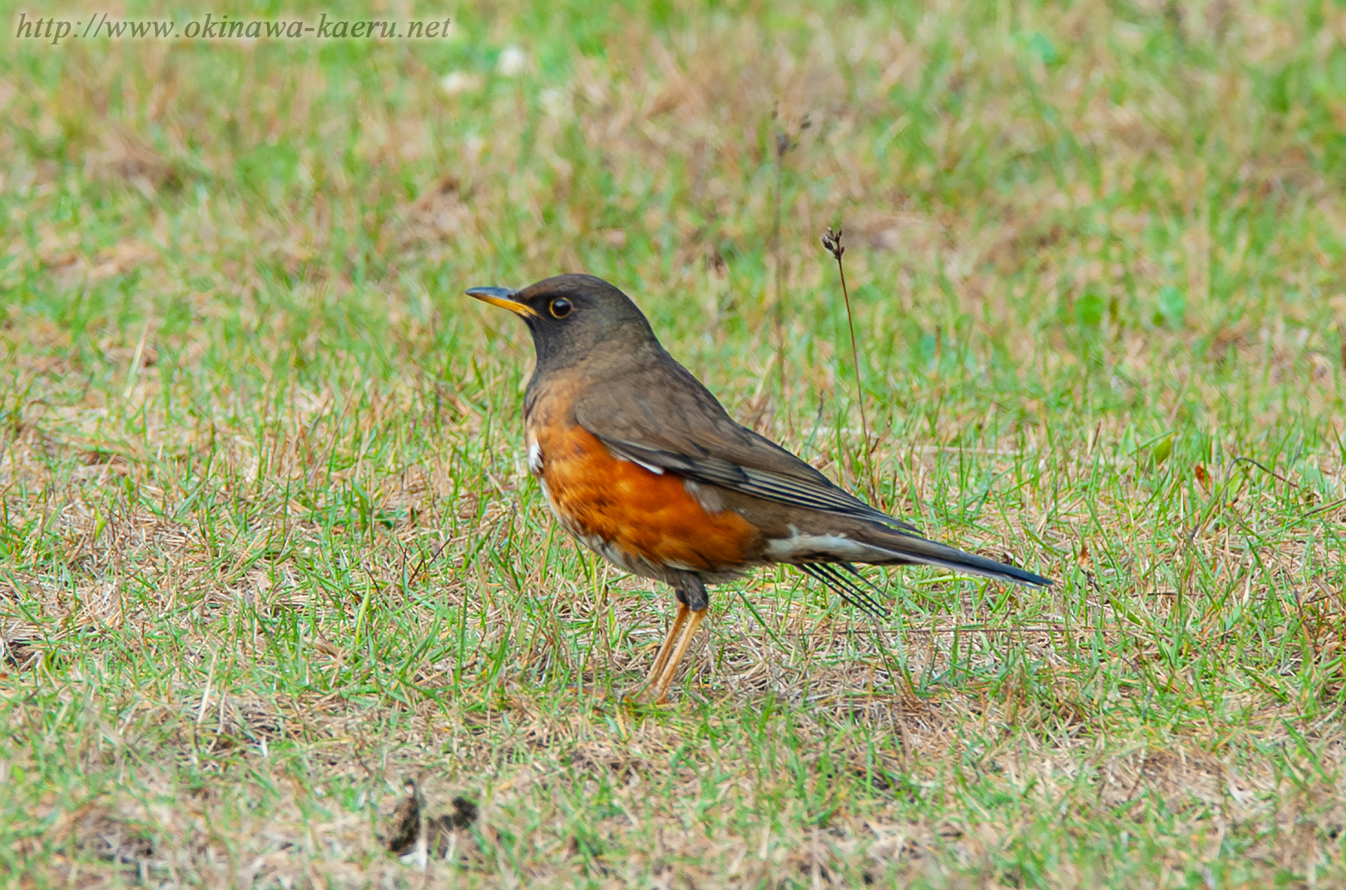 アカハラ Turdus chrysolaus