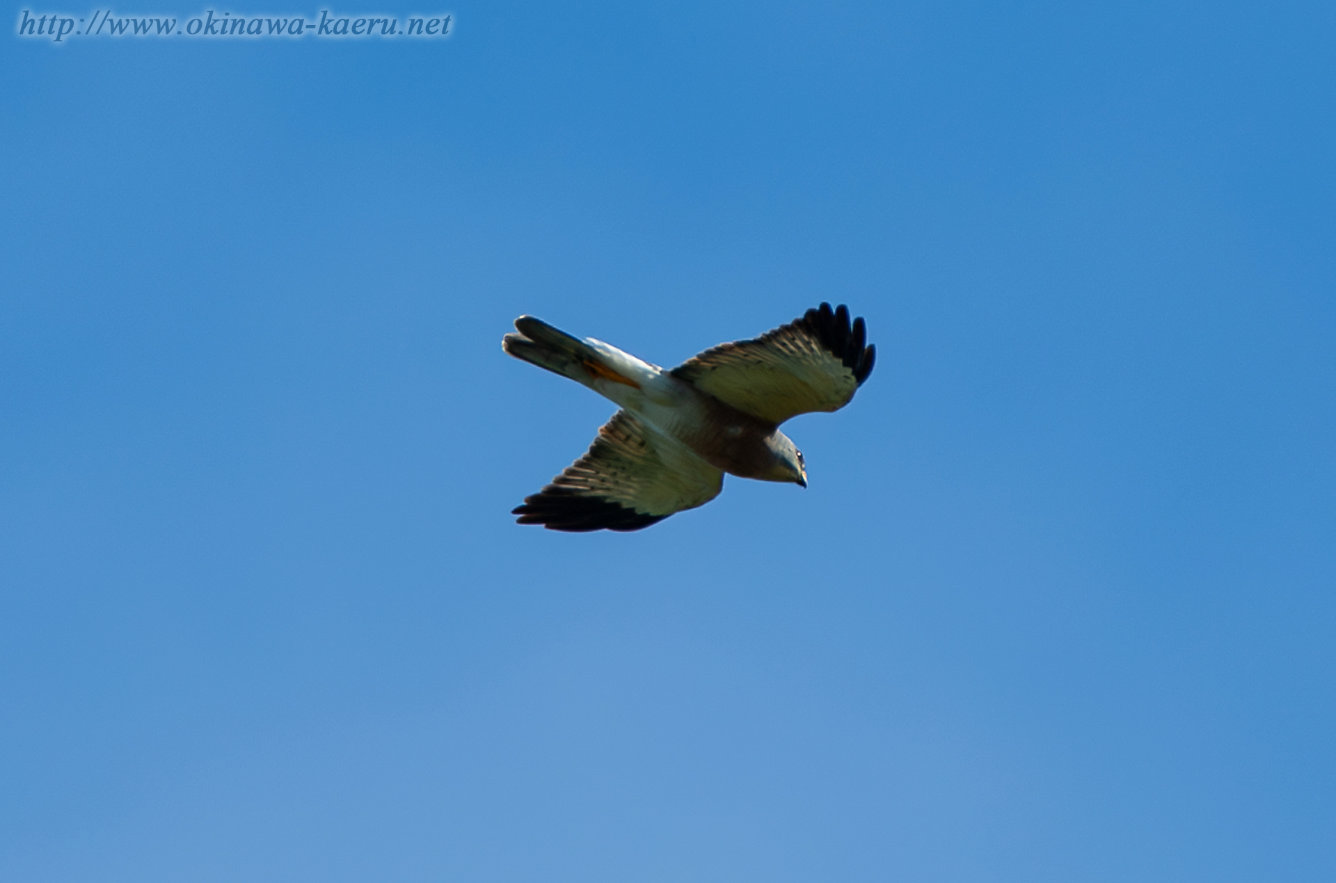 アカハラダカ Accipiter soloensis