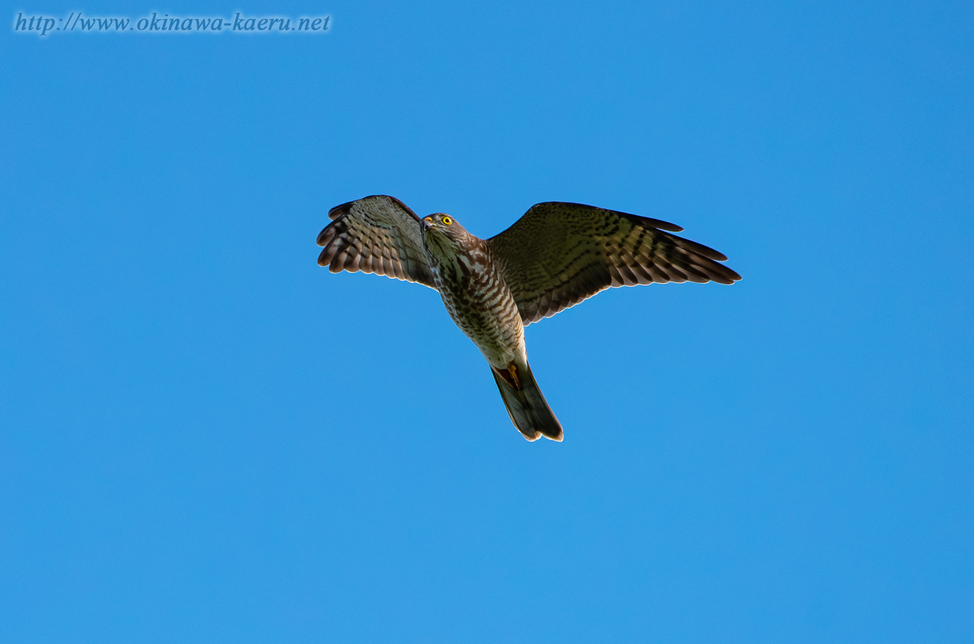 アカハラダカ Accipiter soloensis