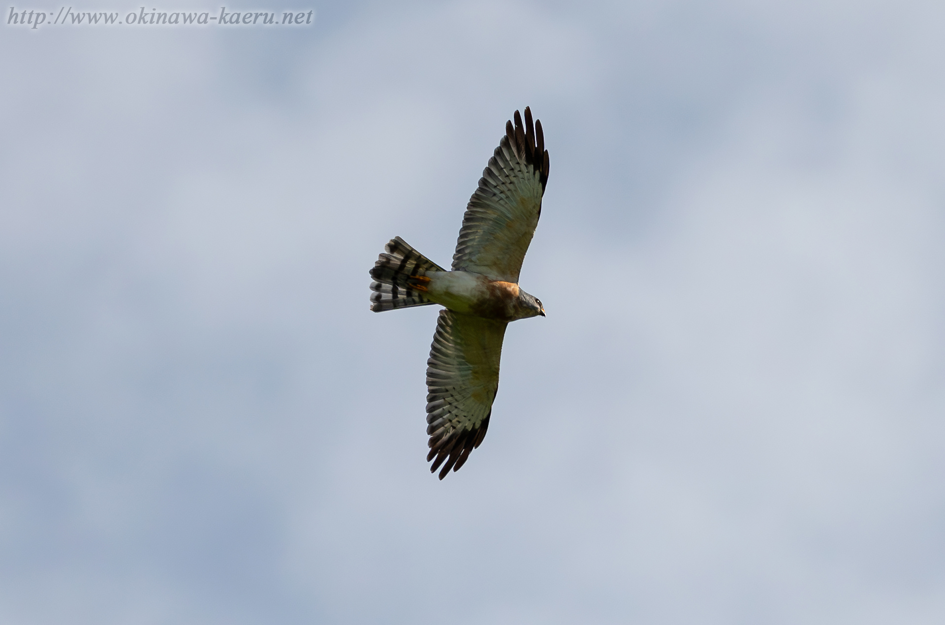 アカハラダカ Accipiter soloensis