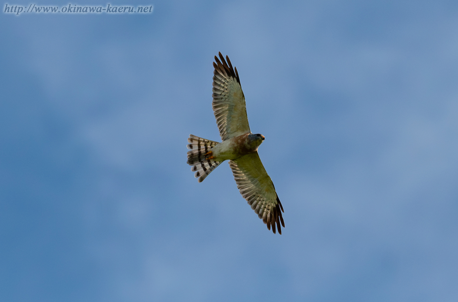 アカハラダカ Accipiter soloensis