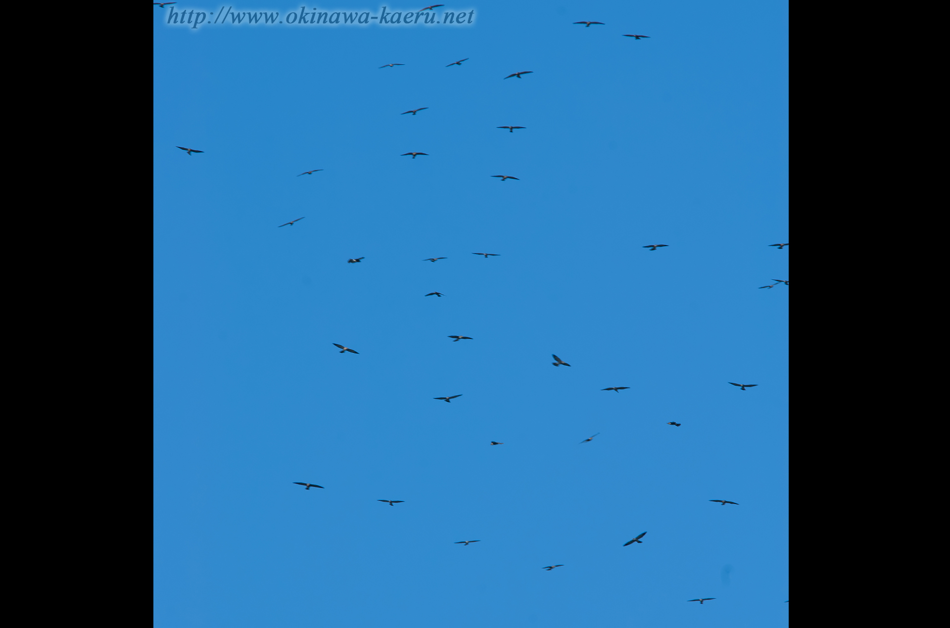 アカハラダカの画像