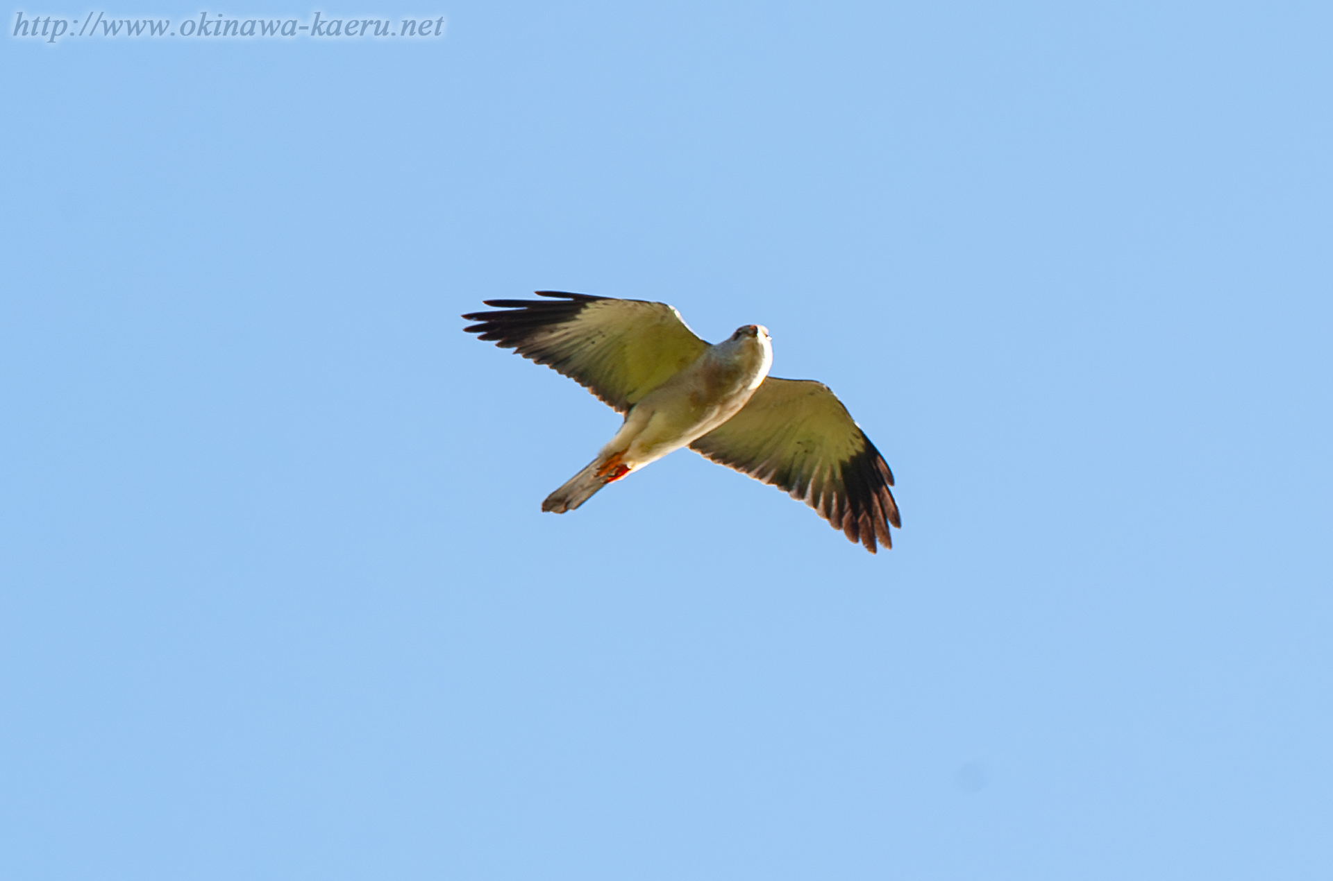 アカハラダカ Accipiter soloensis