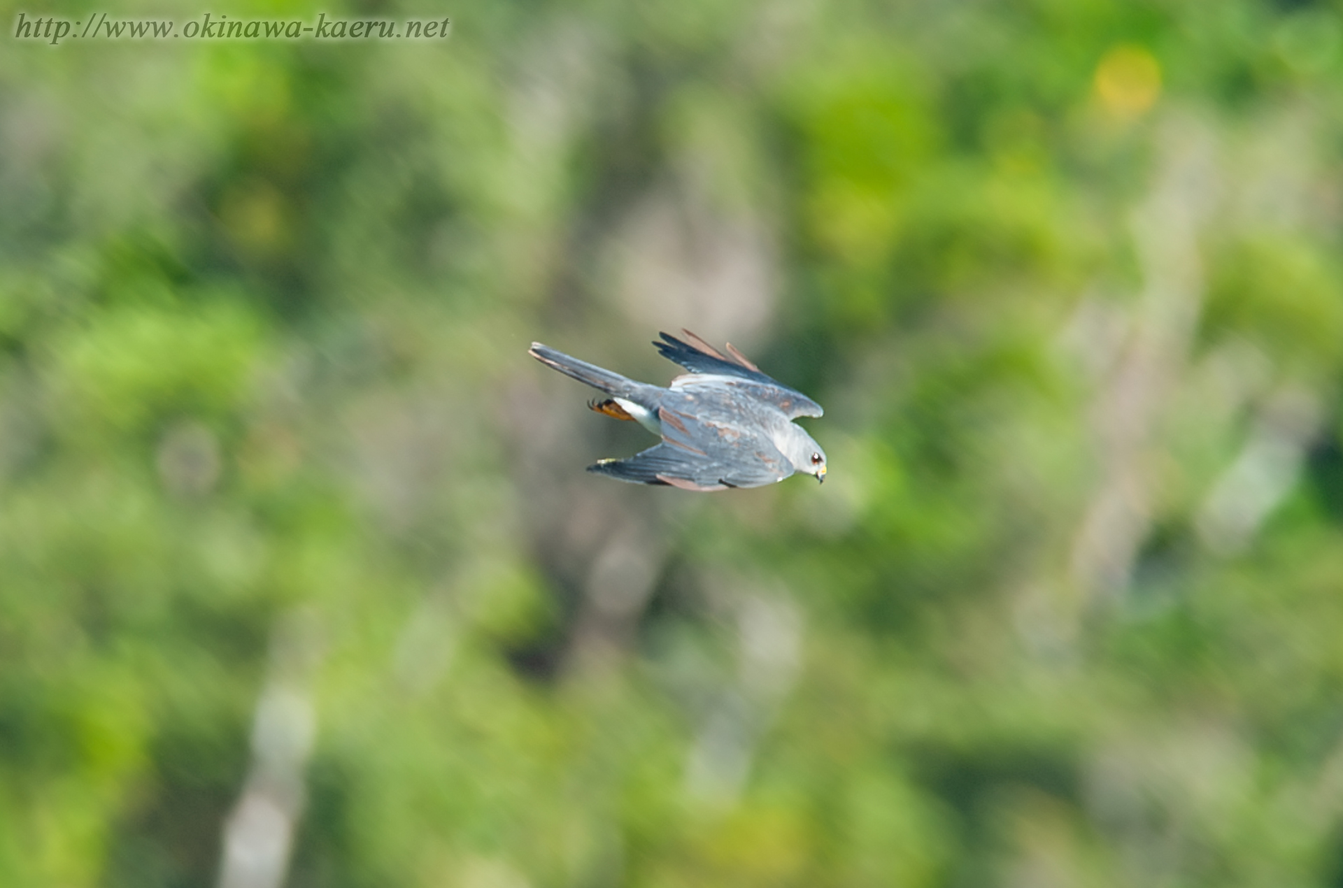 アカハラダカ Accipiter soloensis