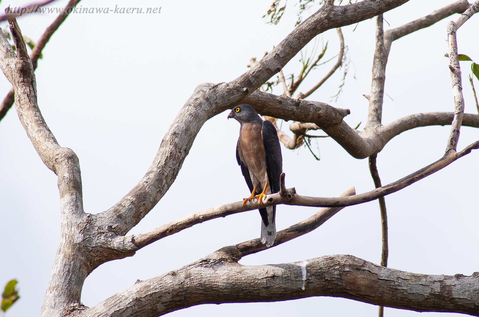 アカハラダカ Accipiter soloensis