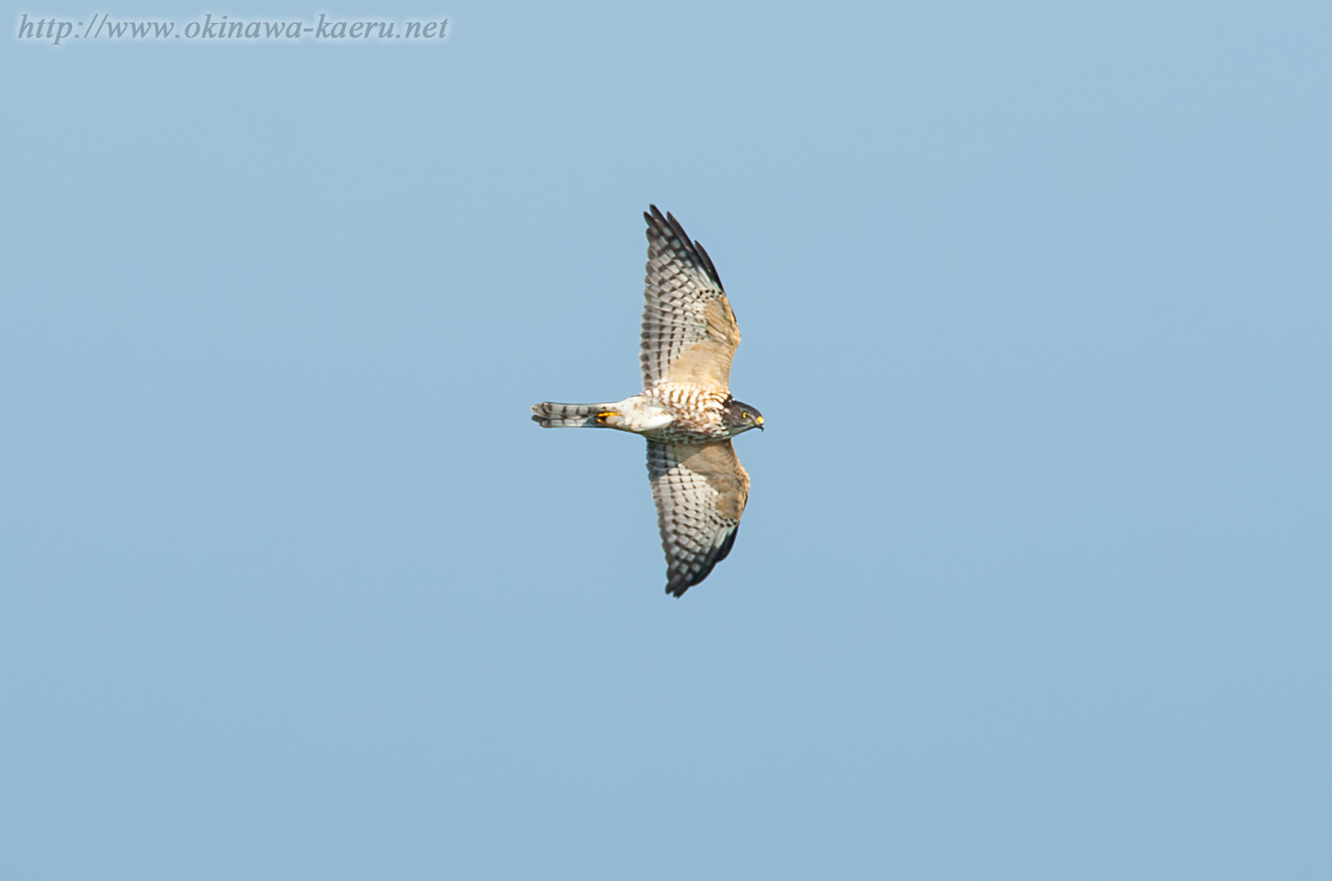 アカハラダカ Accipiter soloensis