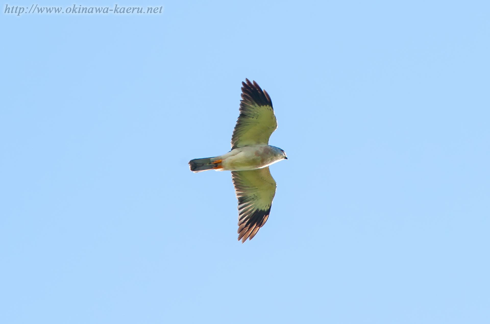 アカハラダカ Accipiter soloensis