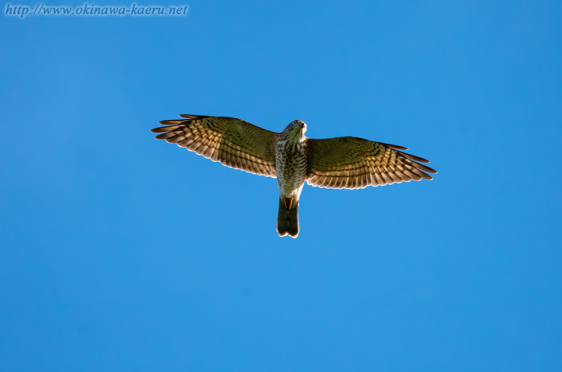 アカハラダカ Accipiter soloensis