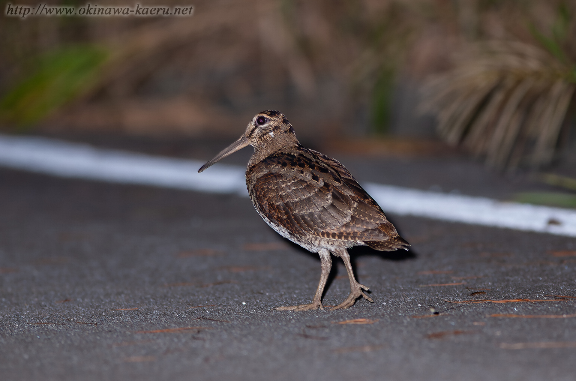 ヤマシギ Scolopax mira