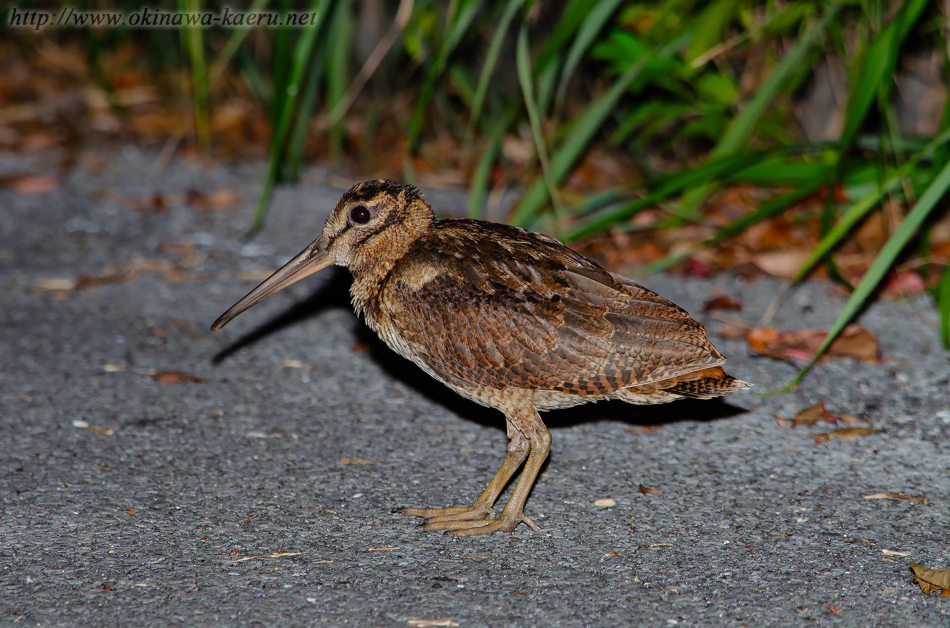 ヤマシギ Scolopax mira