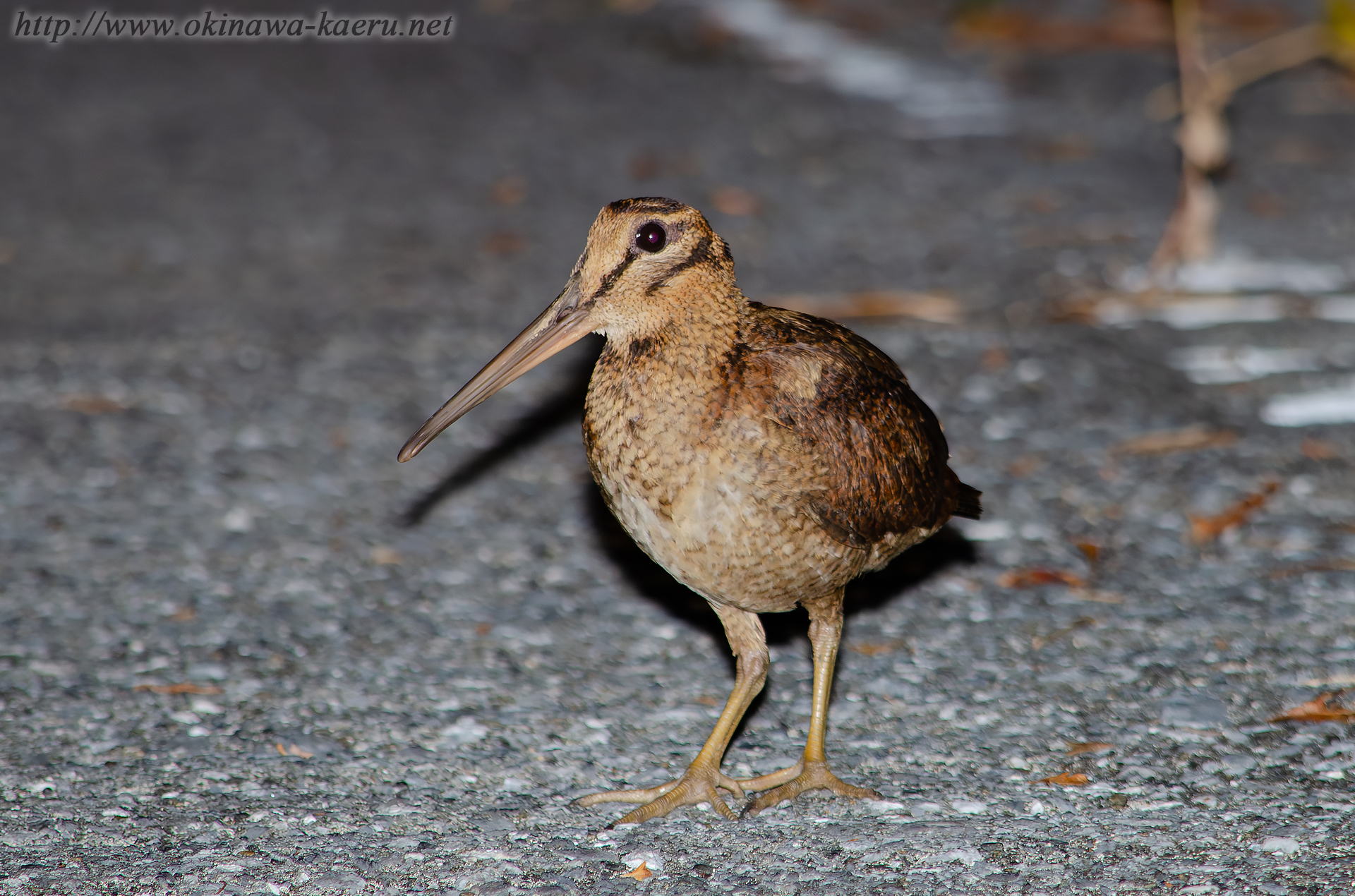 ヤマシギ Scolopax mira