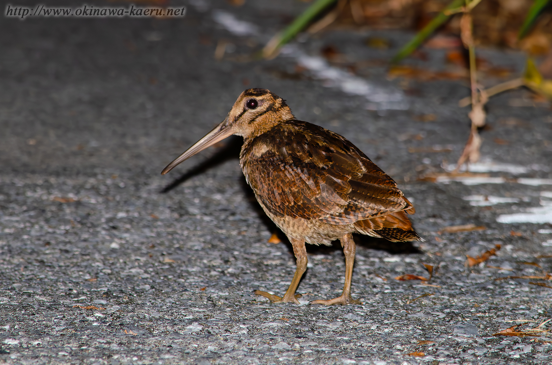 ヤマシギ Scolopax mira