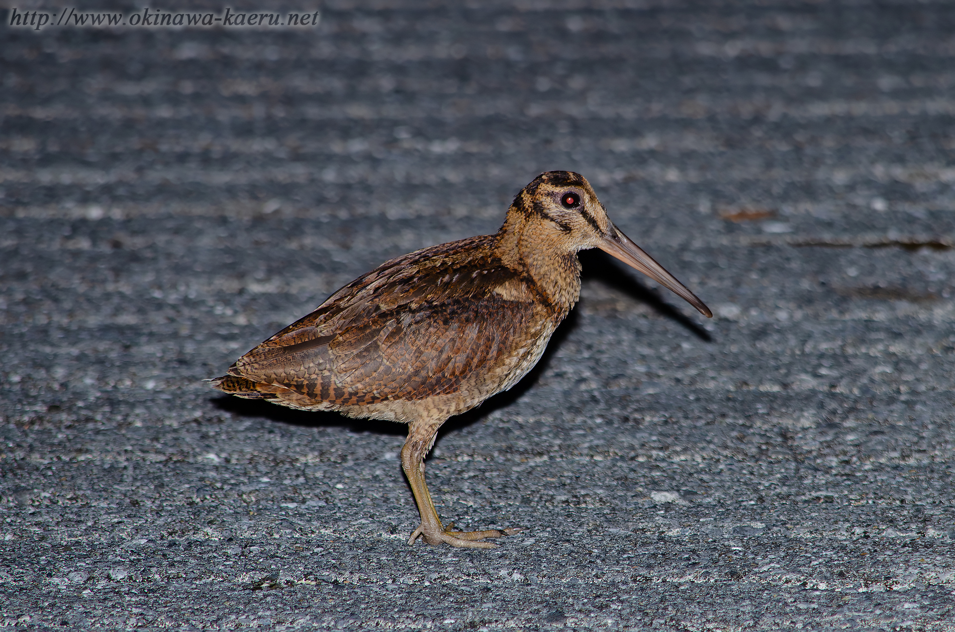 ヤマシギ Scolopax mira