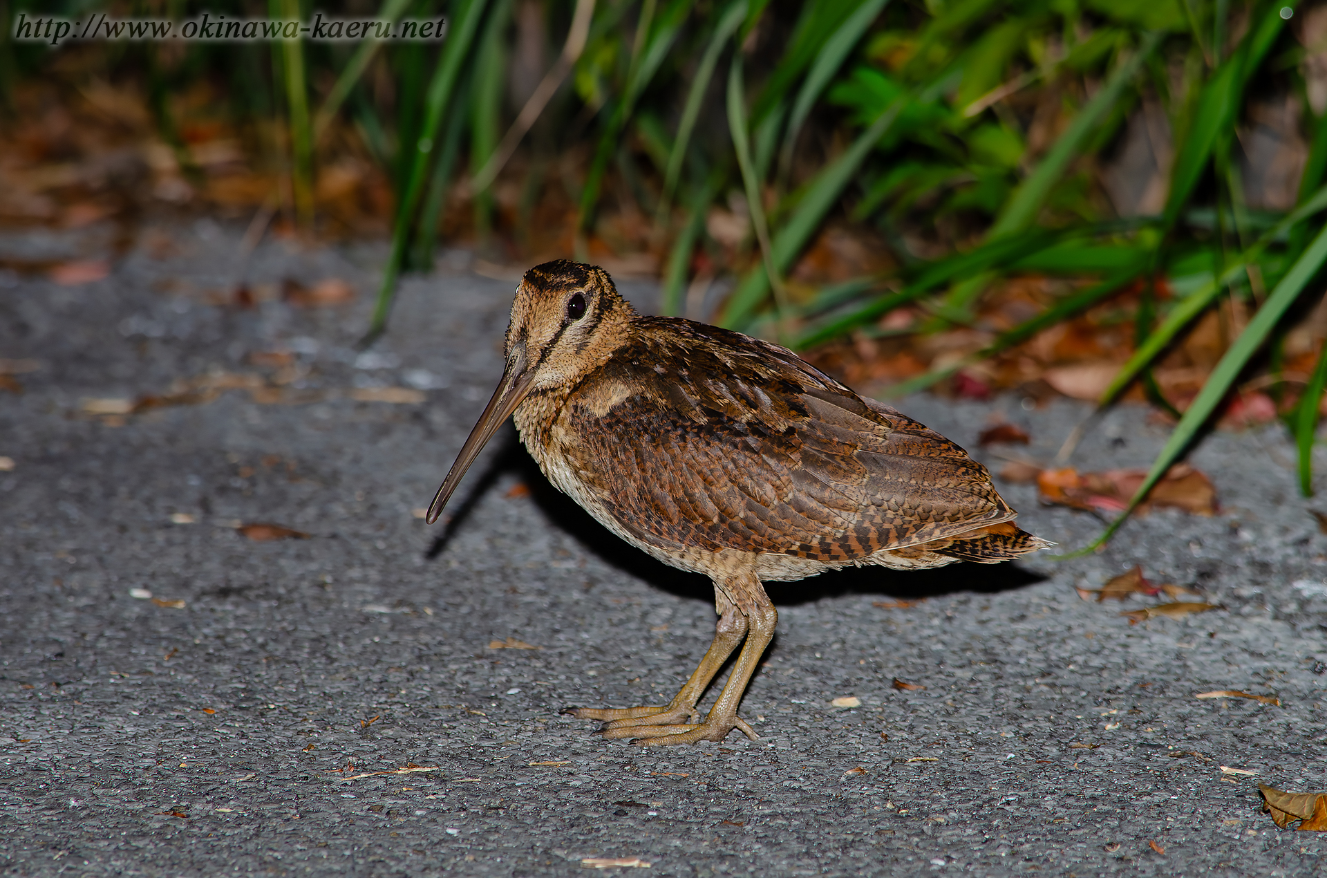 ヤマシギ Scolopax mira