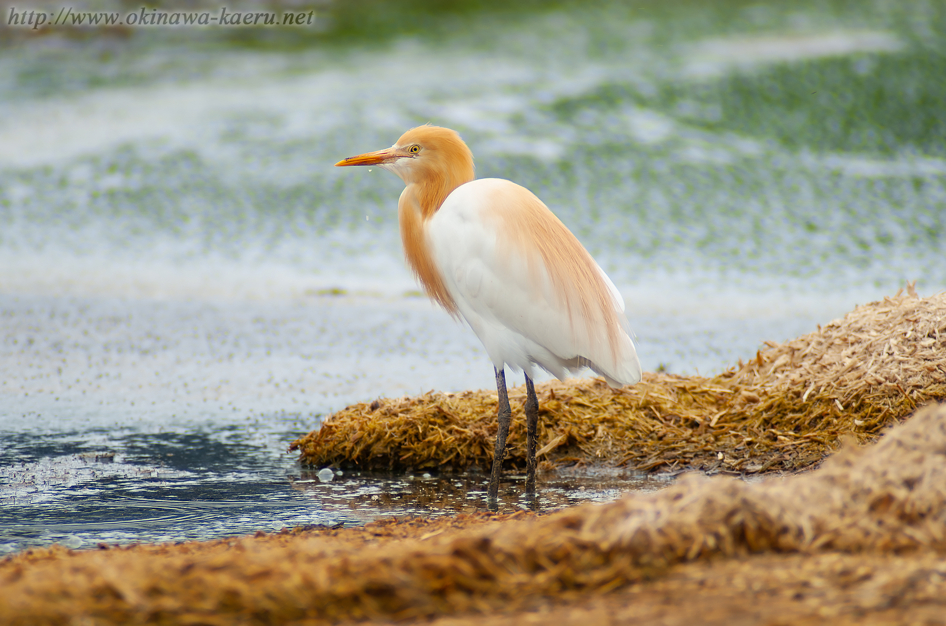 アマサギ Bubulcus ibis