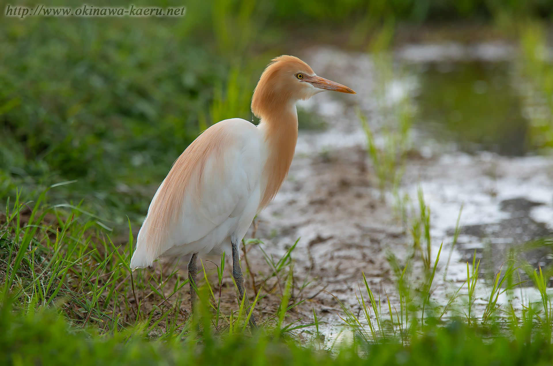 アマサギ Bubulcus ibis