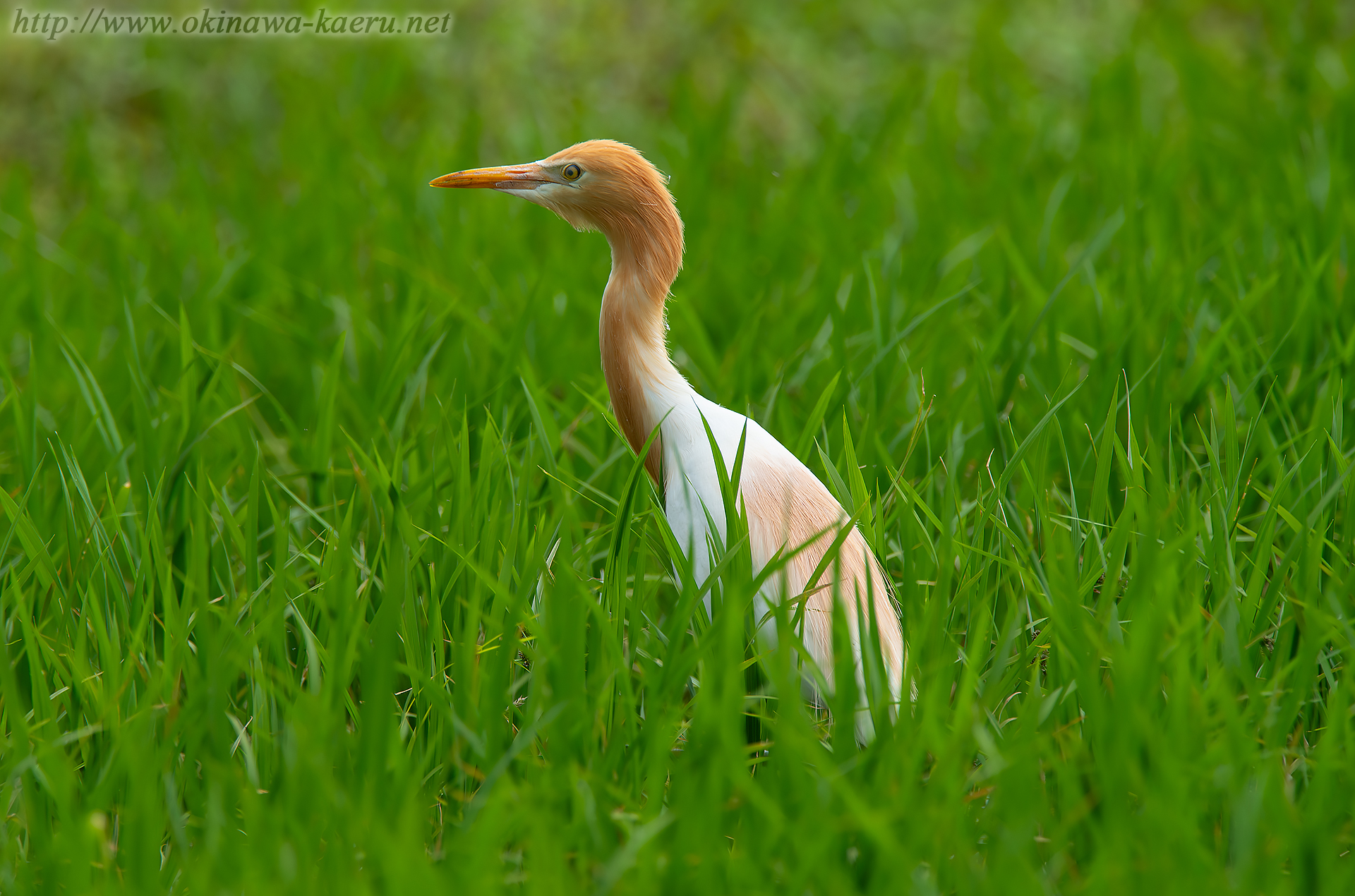 アマサギ Bubulcus ibis