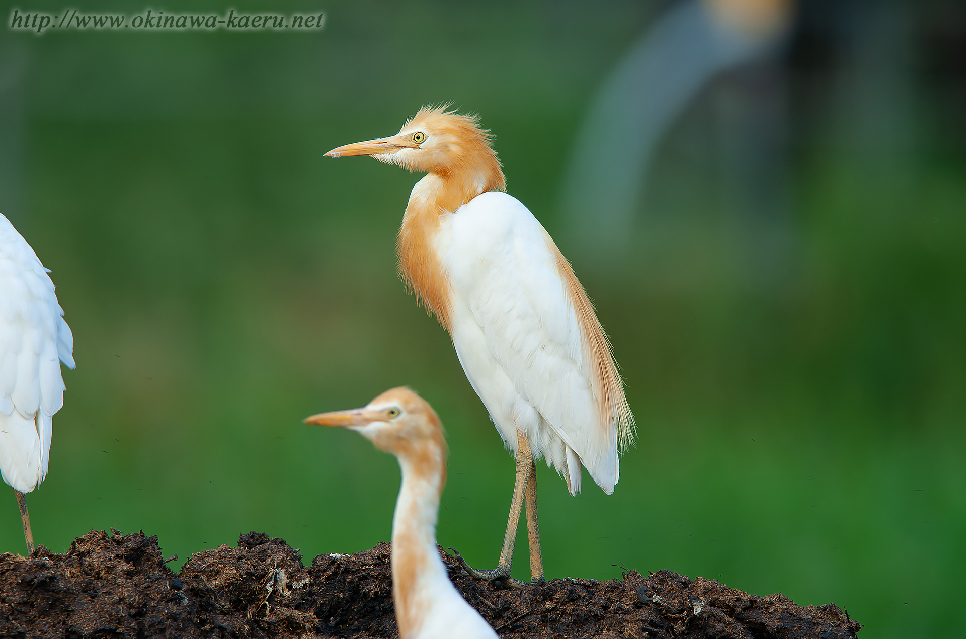 アマサギ Bubulcus ibis