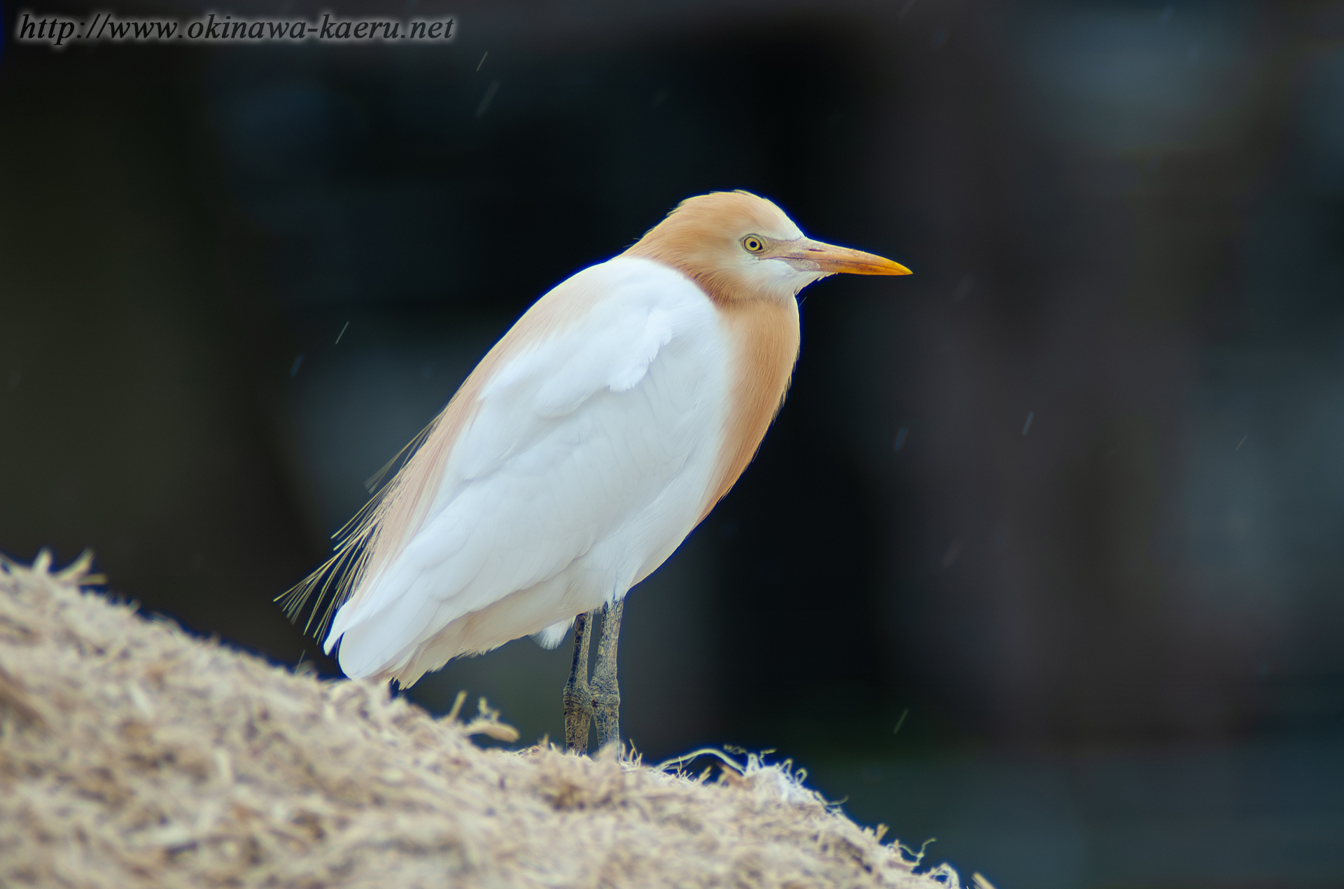 アマサギ Bubulcus ibis