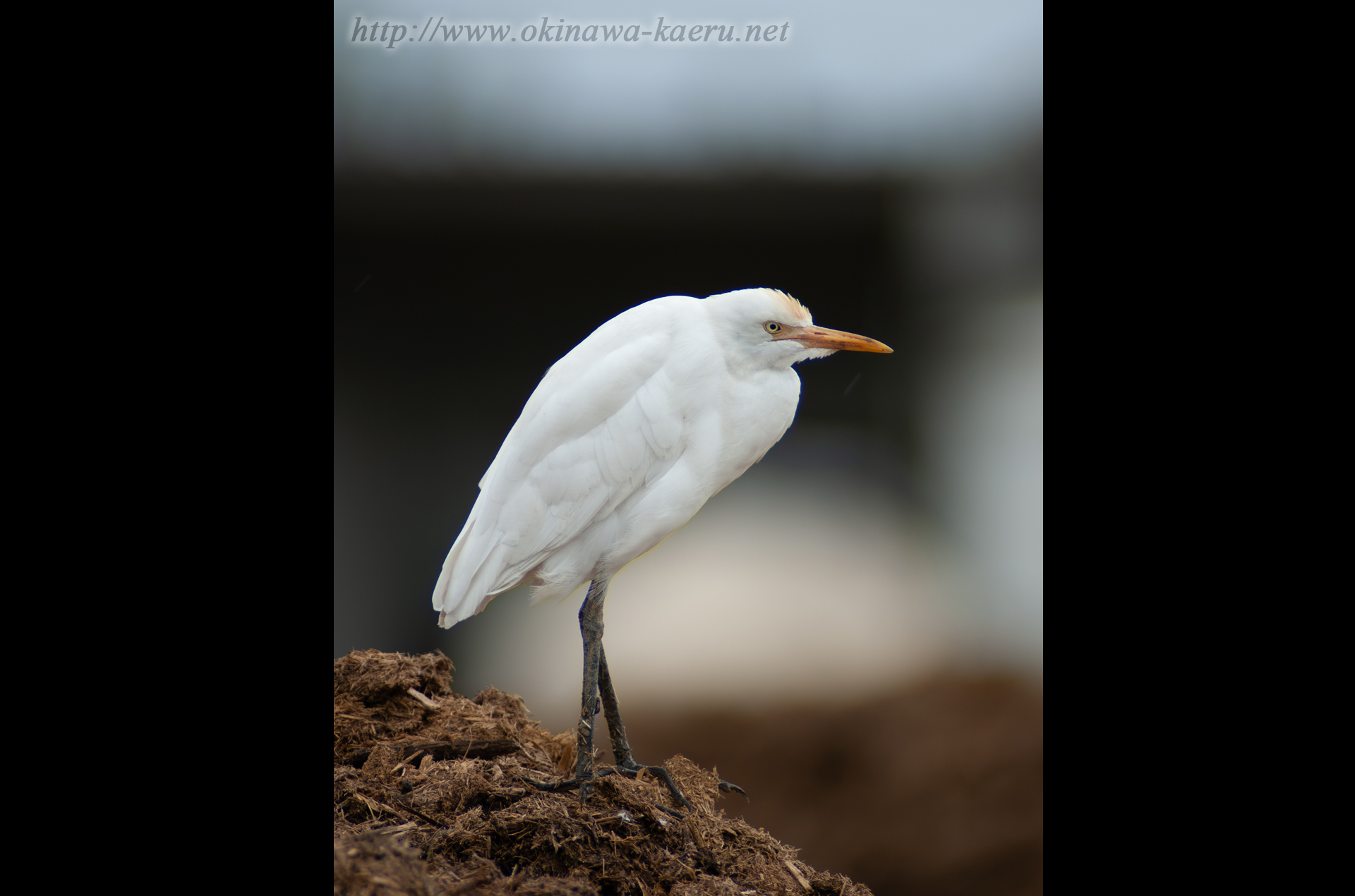 アマサギ Bubulcus ibis