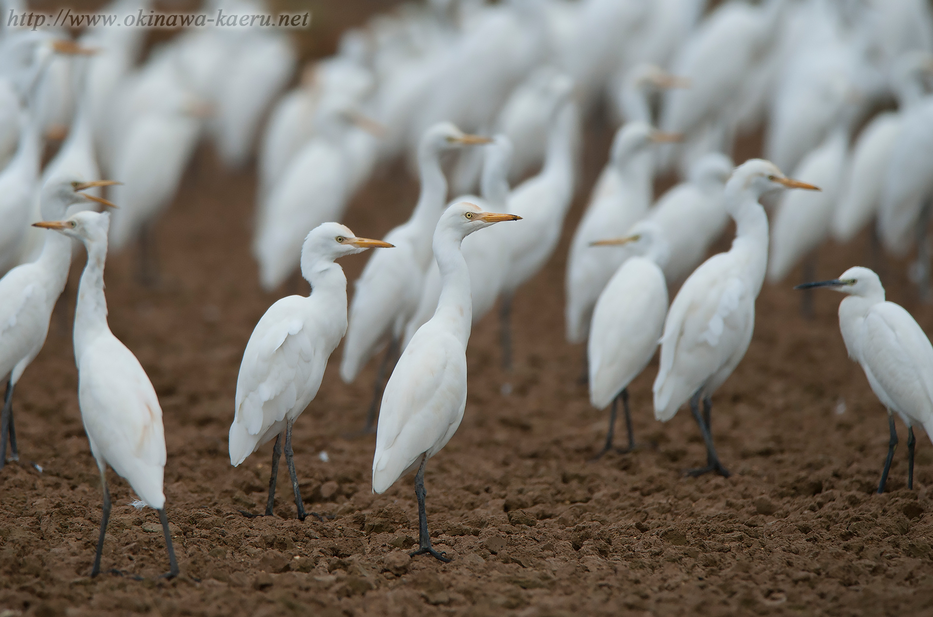 アマサギ Bubulcus ibis