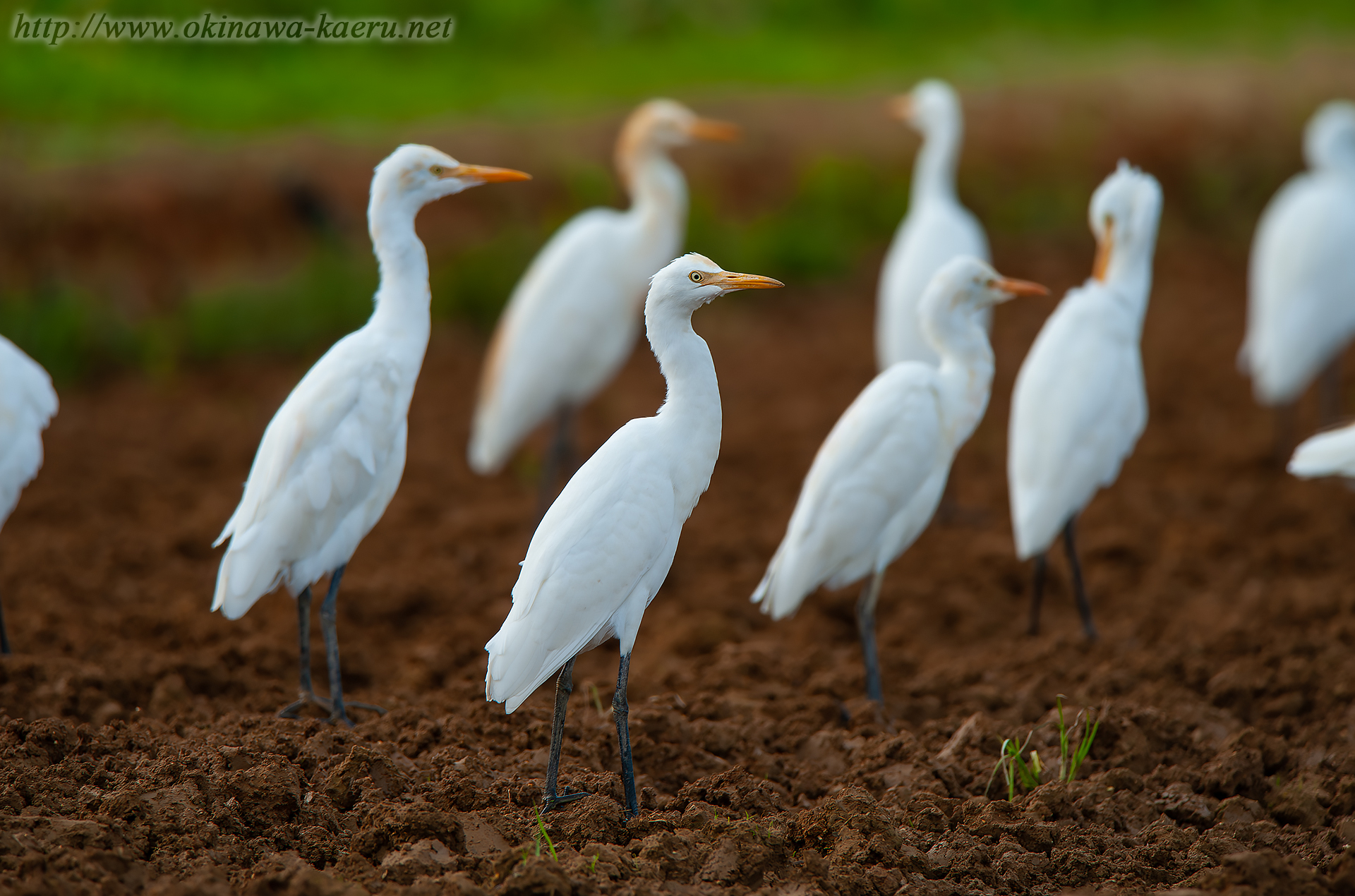 アマサギ Bubulcus ibis