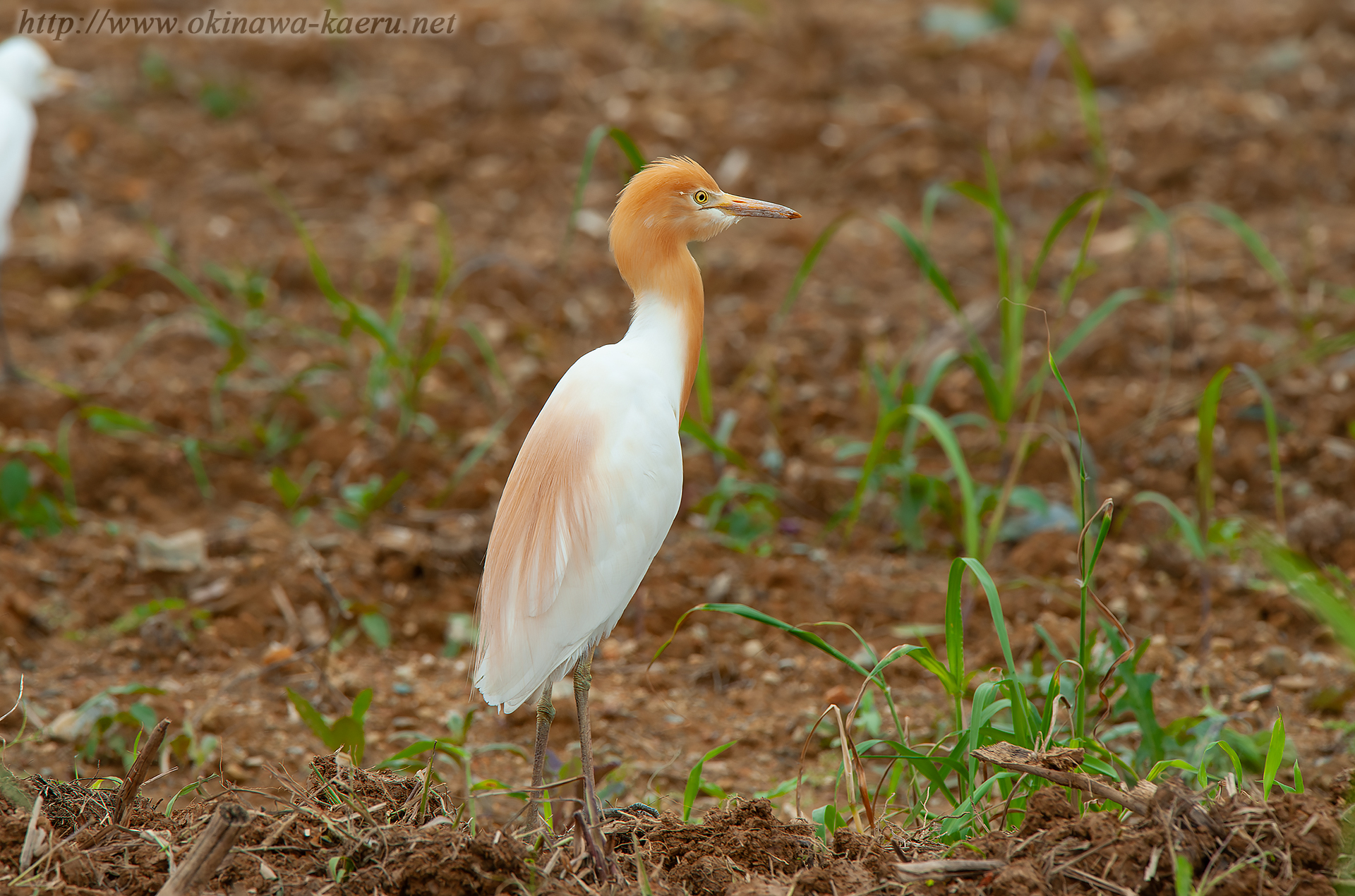 アマサギ Bubulcus ibis