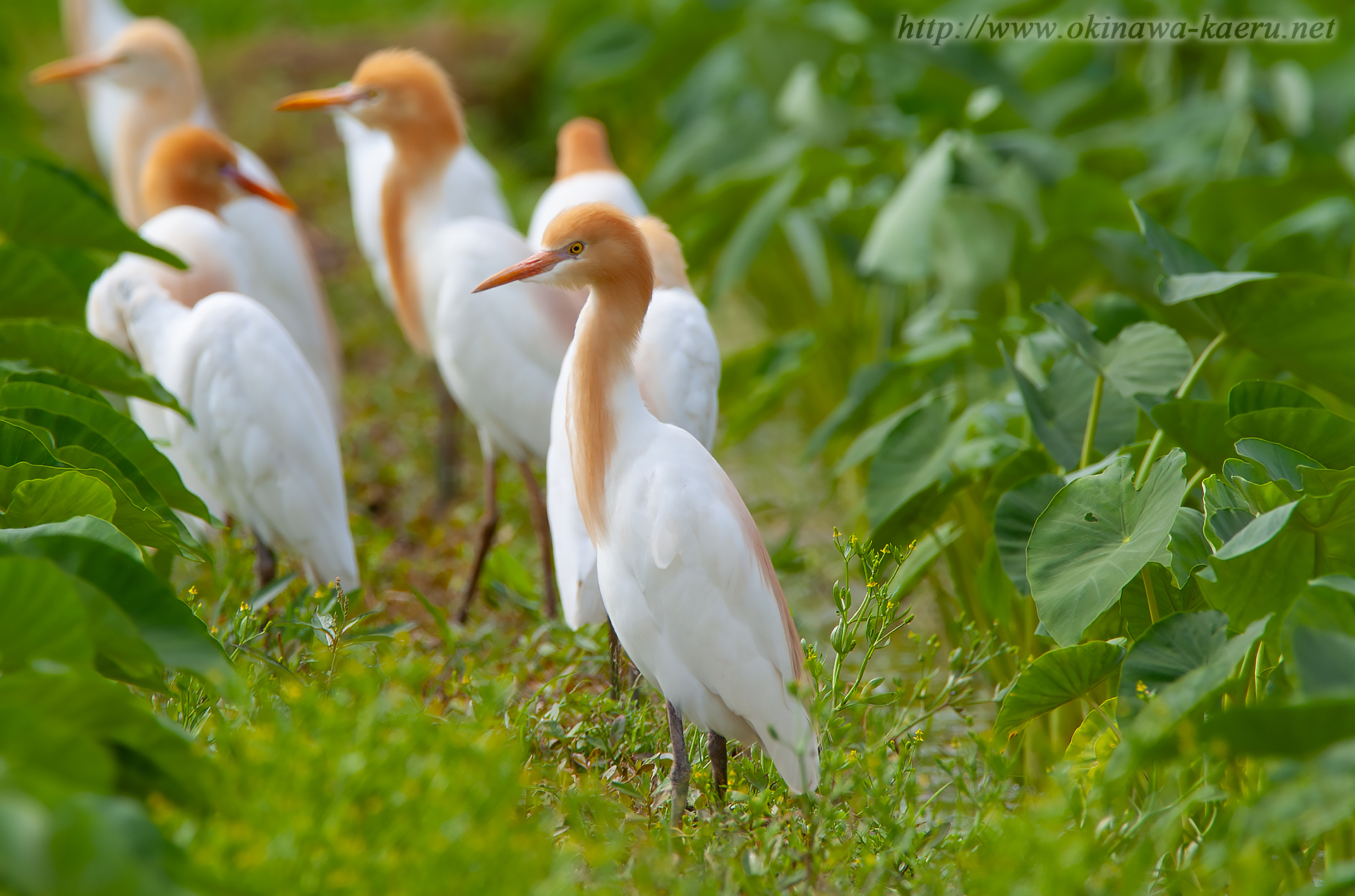 アマサギ Bubulcus ibis