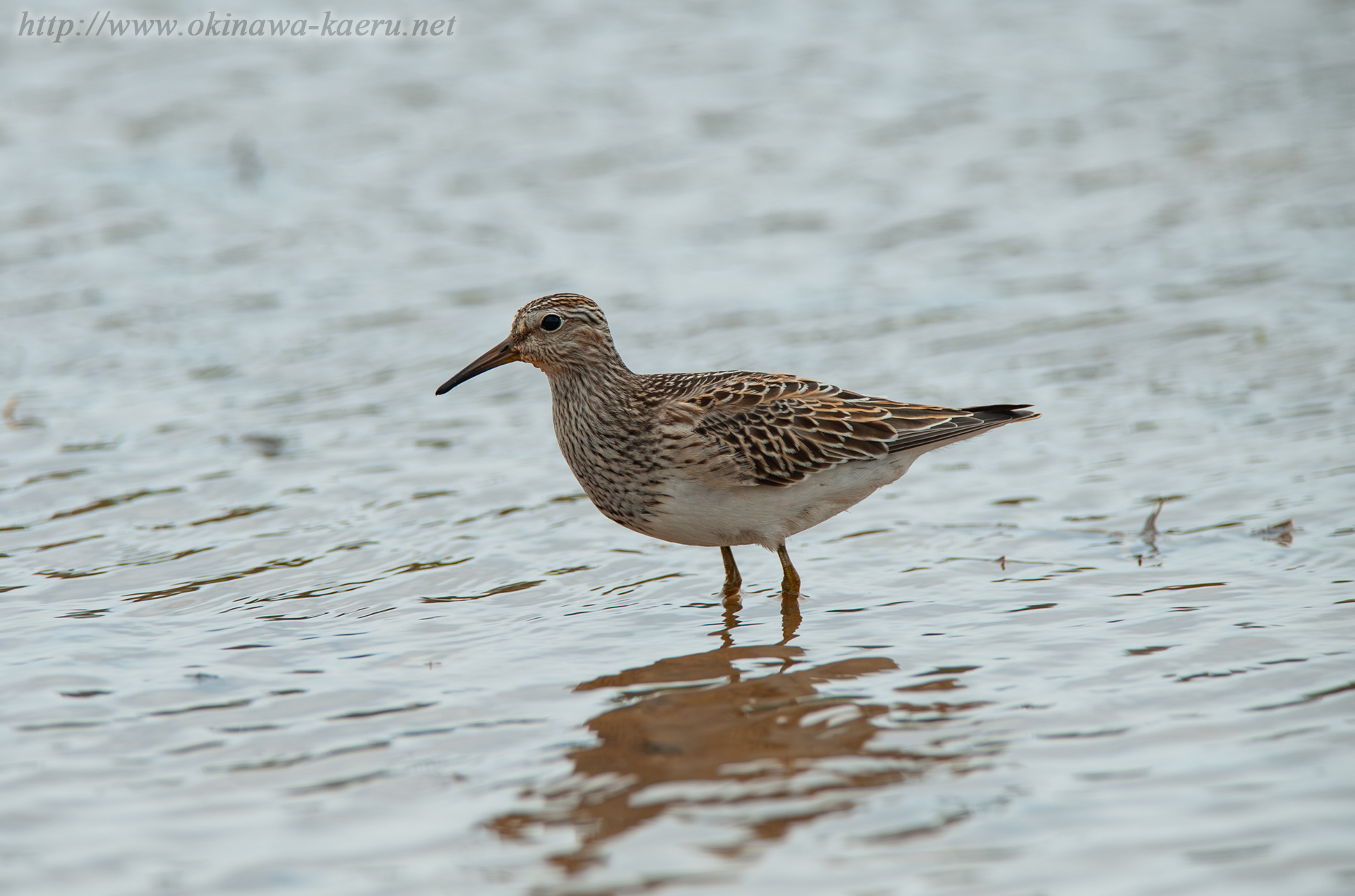 アメリカウズラシギ Calidris melanotos