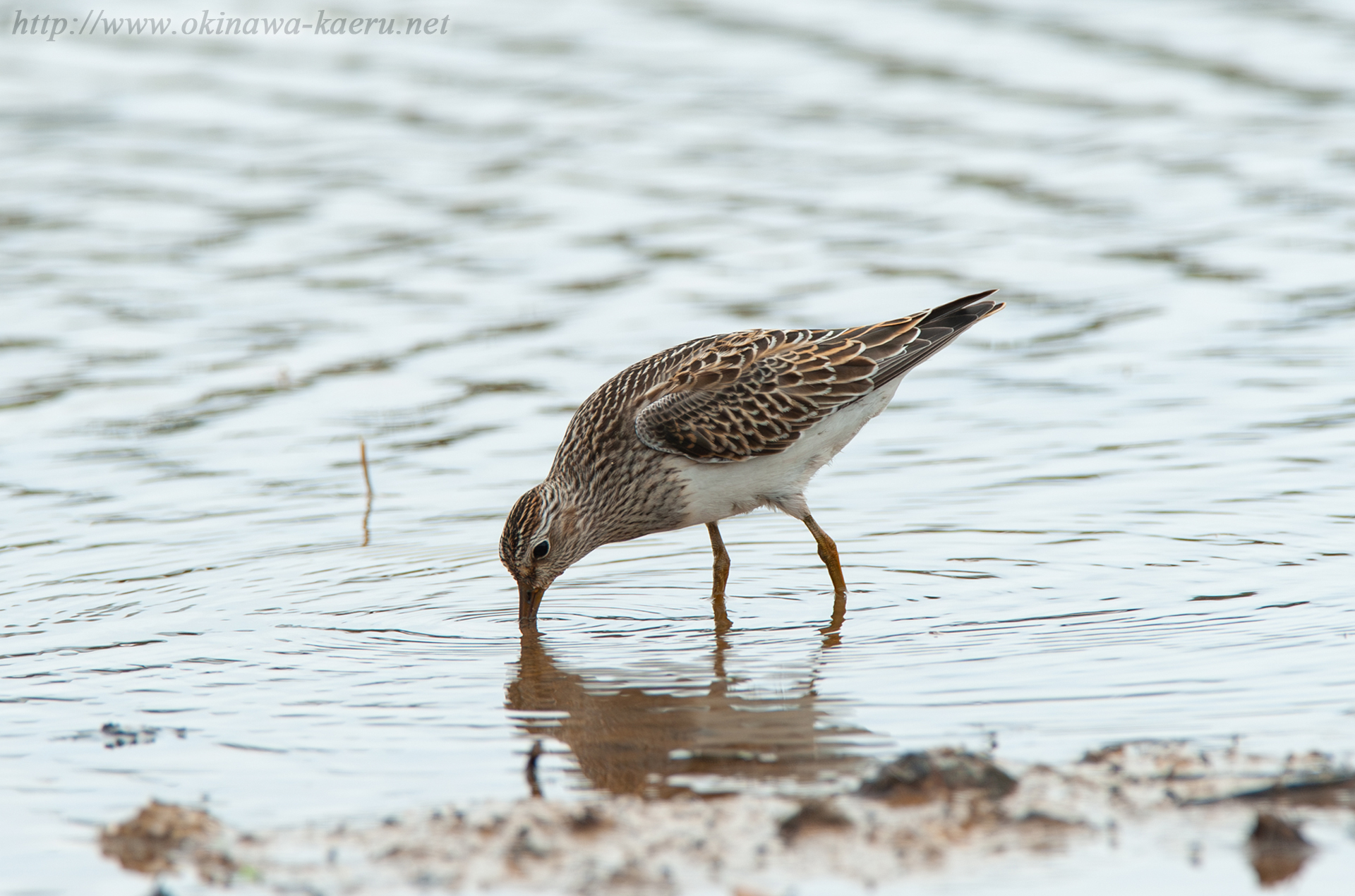 アメリカウズラシギ Calidris melanotos