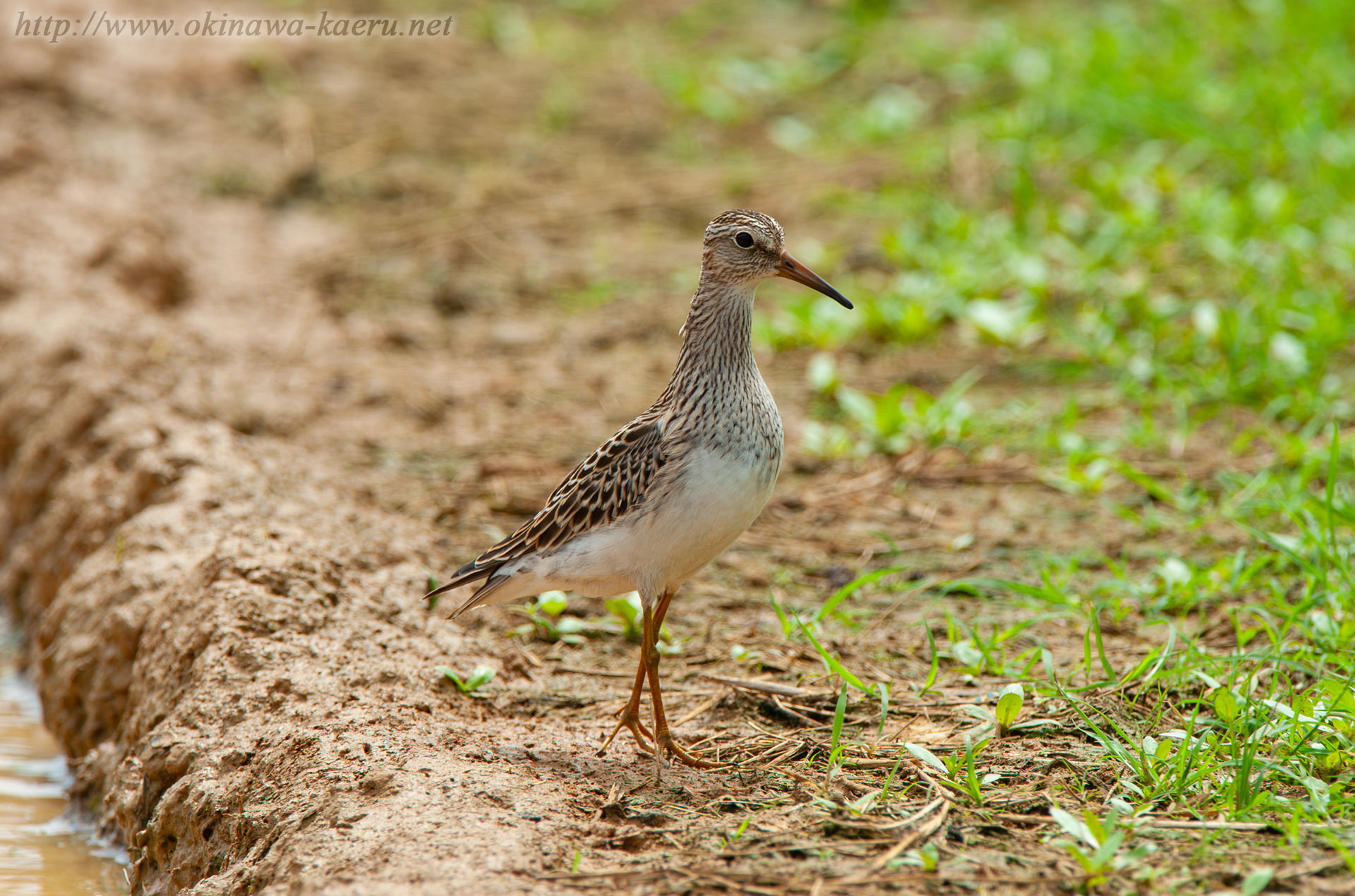 アメリカウズラシギ Calidris melanotos