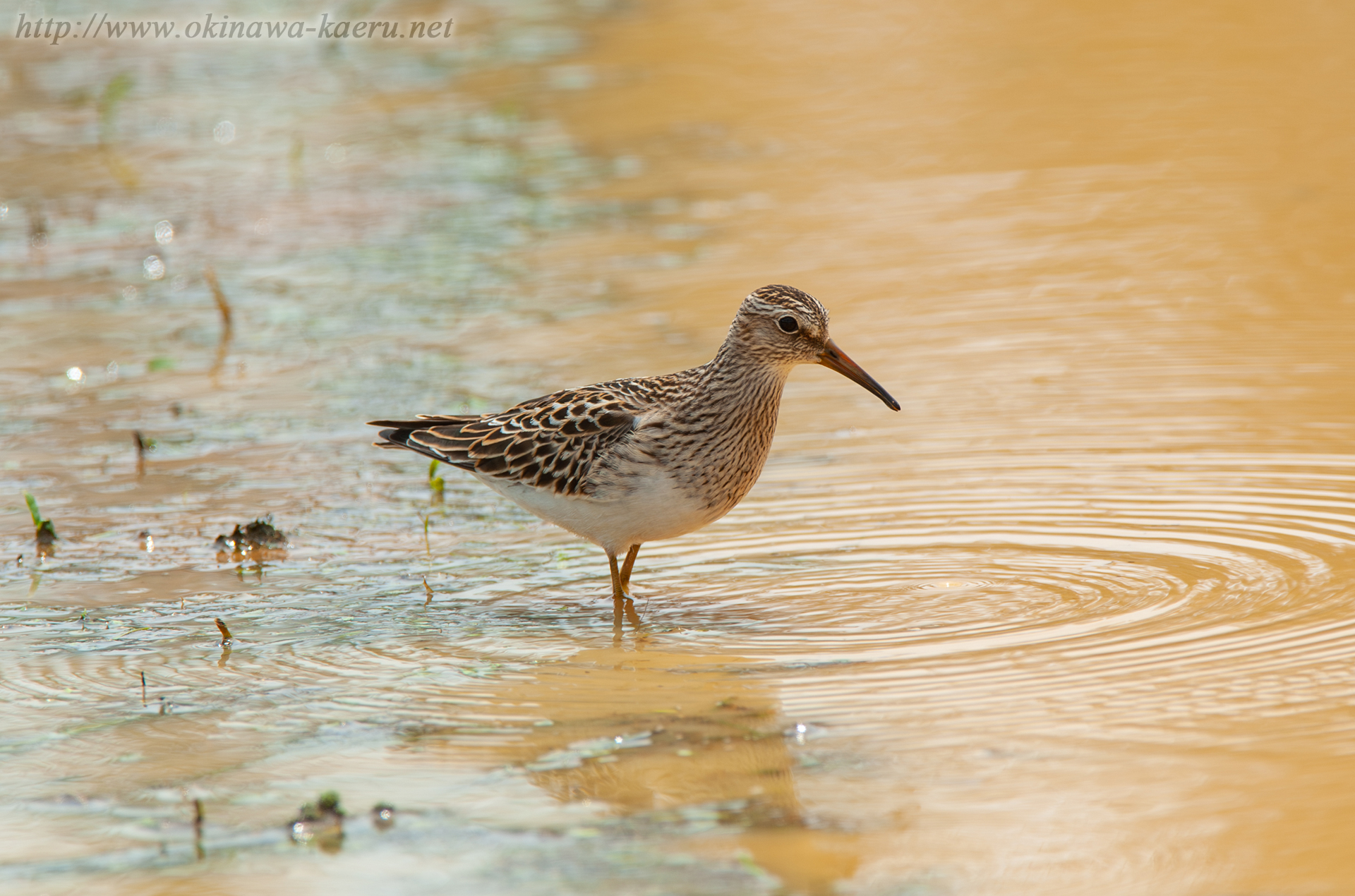 アメリカウズラシギ Calidris melanotos