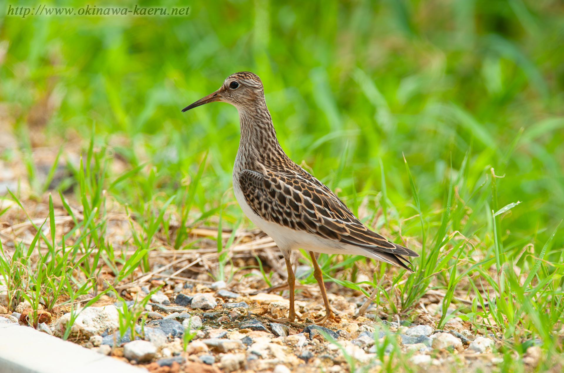 アメリカウズラシギ Calidris melanotos