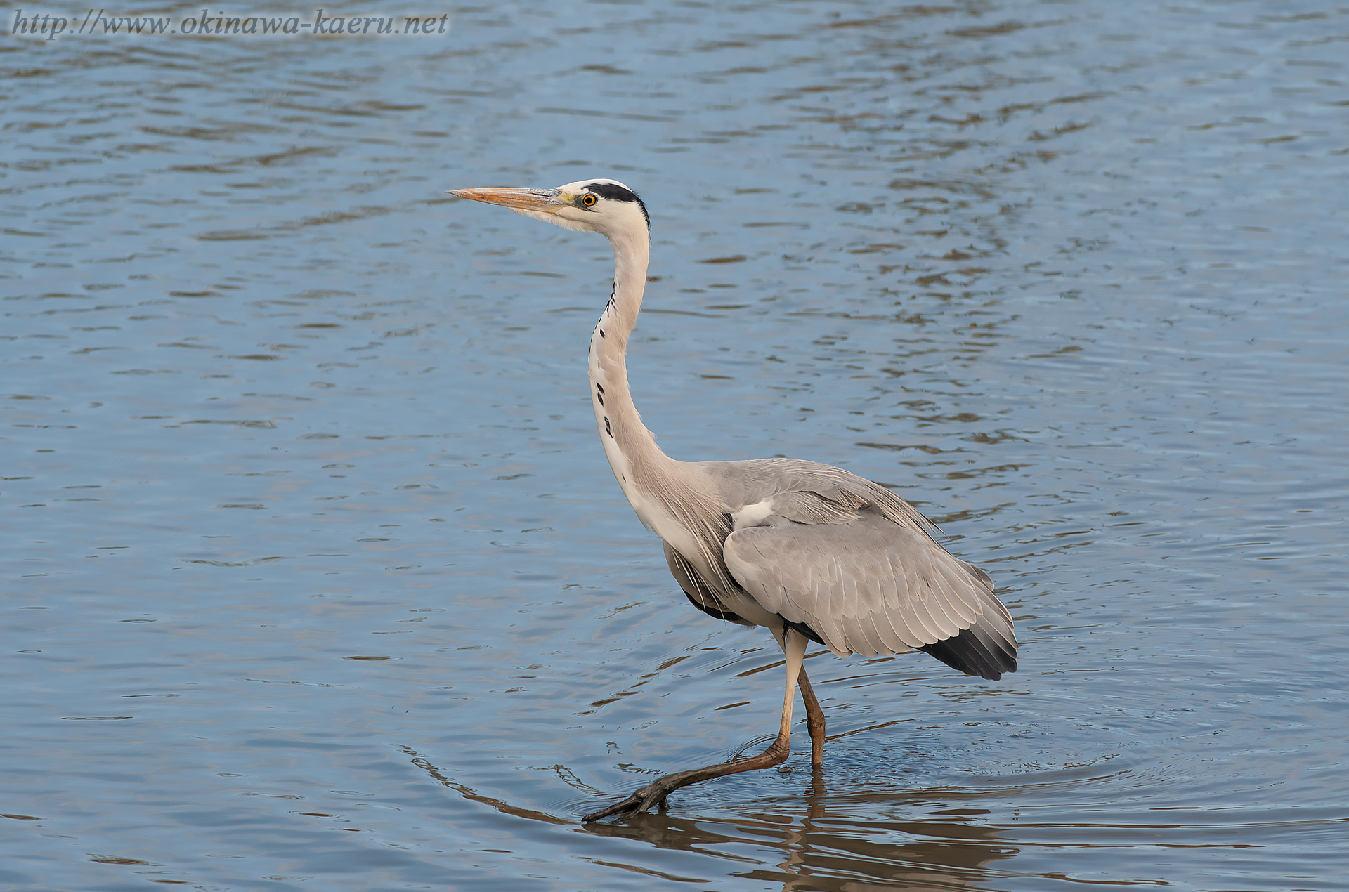 アオサギ Ardea cinerea