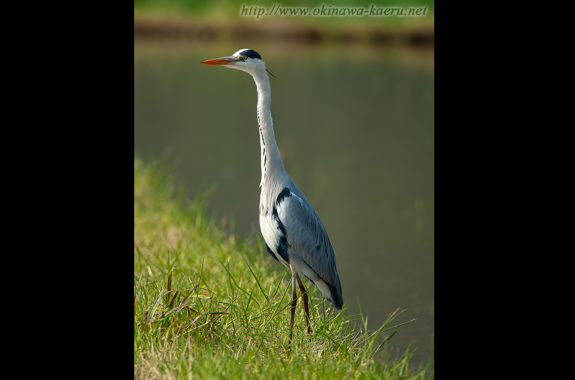 アオサギ Ardea cinerea